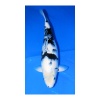 Marushiku Koifarm: Shiro Utsuri 55 cm